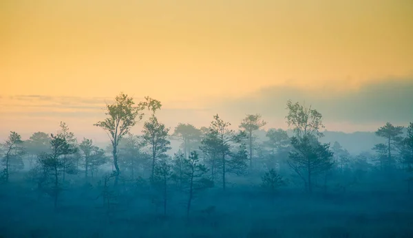 Eine verträumte Sumpflandschaft vor dem Sonnenaufgang. Bunte, neblige Optik. Sumpflandschaft im Morgengrauen. schönes, künstlerisches Foto. — Stockfoto