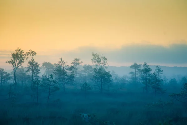 Uma paisagem de pântano sonhadora antes do nascer do sol. Um olhar colorido e enevoado. Cenário de pântano de madrugada. Bela, foto estilo artístico . — Fotografia de Stock