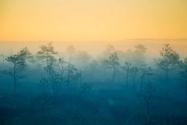 En drömmande träsket landskapet innan soluppgången. Färgglada, dimmiga utseende. Marsh landskapet i gryningen. Vacker, konstnärliga stil foto. — Stockfoto