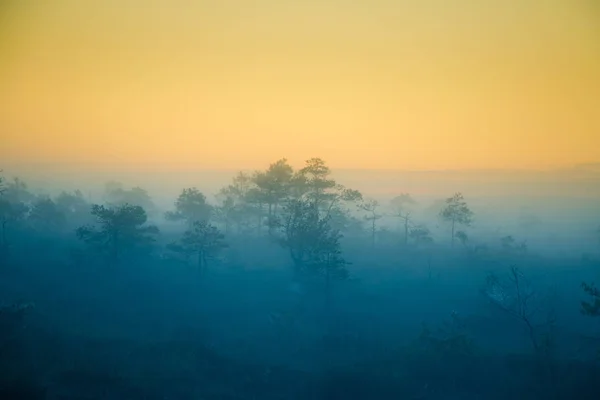 Un paysage marécageux de rêve avant le lever du soleil. Look coloré et brumeux. Paysages marécageux à l'aube. Belle photo de style artistique . — Photo
