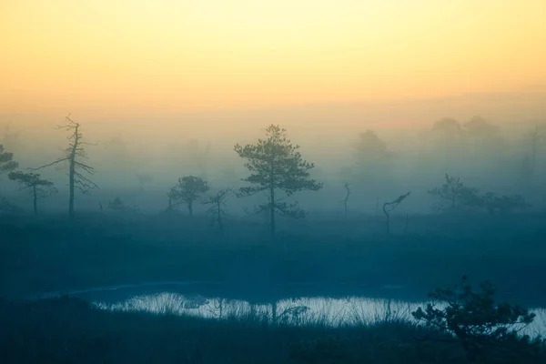 日の出の前に夢のような沼の風景です。カラフルな霧の外観。湖と沼の風景です。美しい芸術的なスタイル写真. — ストック写真
