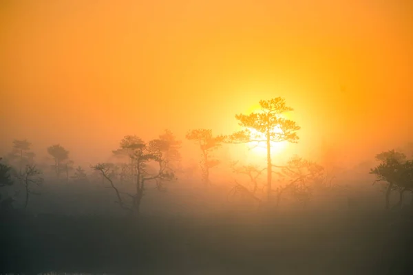 Eine wunderschöne, farbenfrohe Sonnenaufgangslandschaft in einem Sumpfgebiet. verträumte, neblige Sumpflandschaft am Morgen. farbenfroher, künstlerischer Look. — Stockfoto