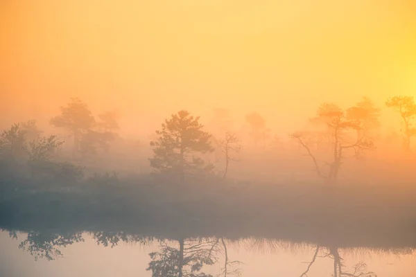 Un hermoso y colorido paisaje al amanecer en un pantano. Paisaje de pantano de ensueño y neblina por la mañana. Colorido, aspecto artístico . — Foto de Stock