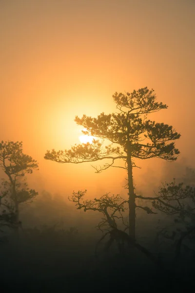 Egy gyönyörű, színes sunrise táj a mocsár. Álmodozó, ködös mocsári táj reggel. Színes, művészi megjelenés. — Stock Fotó
