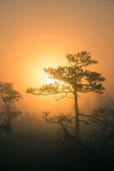 Eine wunderschöne, farbenfrohe Sonnenaufgangslandschaft in einem Sumpfgebiet. verträumte, neblige Sumpflandschaft am Morgen. farbenfroher, künstlerischer Look. — Stockfoto