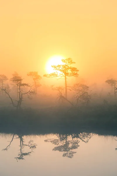 Un hermoso y colorido paisaje al amanecer en un pantano. Paisaje de pantano de ensueño y neblina por la mañana. Colorido, aspecto artístico . — Foto de Stock
