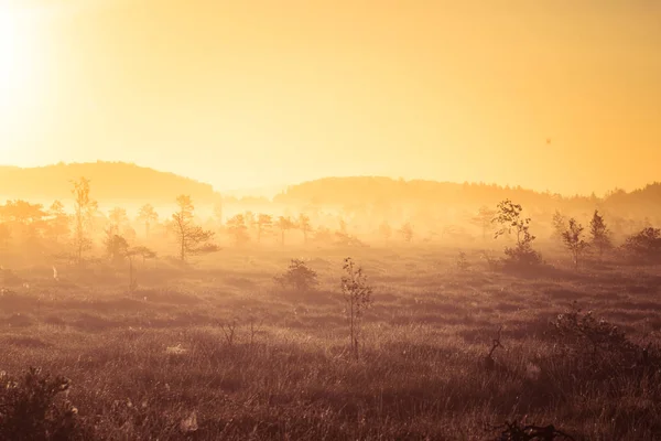 Un paysage magnifique et coloré au lever du soleil dans un marais. Paysage marécageux rêveur et brumeux le matin. Coloré, look artistique . — Photo