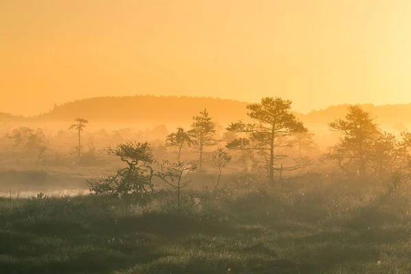 Un paysage magnifique et coloré au lever du soleil dans un marais. Paysage marécageux rêveur et brumeux le matin. Coloré, look artistique . — Photo