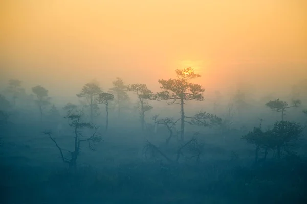 A beautiful, dreamy morning scenery of sun rising in a misty swamp. Artistic, colorful landscape photo. — Stock Photo, Image