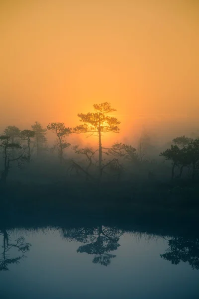 Un hermoso y soñador paisaje matutino de sol saliendo en un pantano brumoso. Arte, colorido paisaje foto . — Foto de Stock