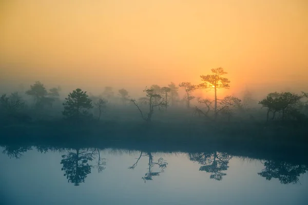 Uma bela e sonhadora paisagem matinal de sol nascendo em um pântano nebuloso. Artística, paisagem colorida foto . — Fotografia de Stock