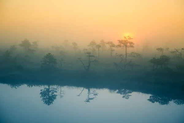 Un hermoso y soñador paisaje matutino de sol saliendo en un pantano brumoso. Arte, colorido paisaje foto . — Foto de Stock
