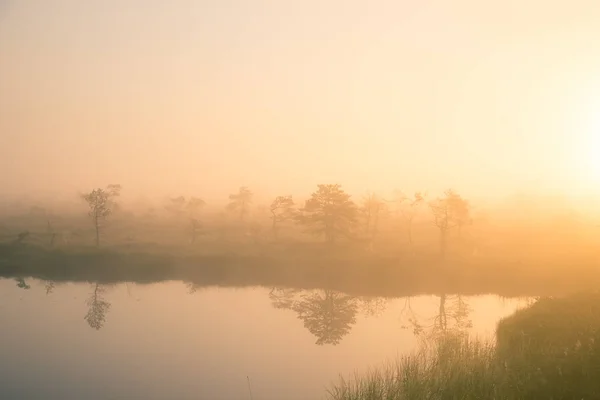 Een heldere, gouden landschap van een moeras na de zonsopgang. Lichte, witte licht gieten over het landschap. Mooie moeras in Noord-Europa. — Stockfoto