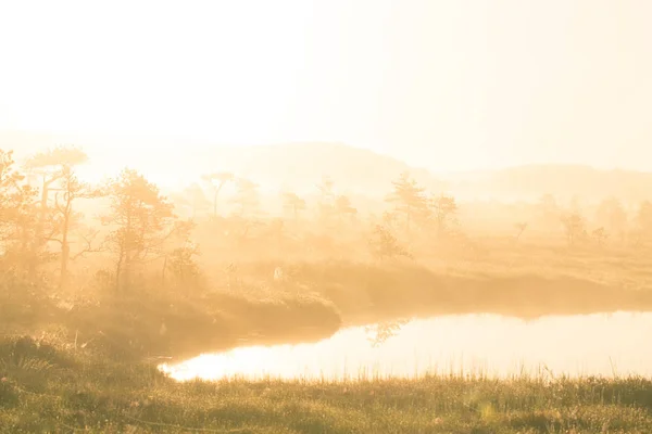 Uma paisagem brilhante e dourada de um pântano depois do nascer do sol. Brilhante, luz branca derramando sobre a paisagem. Belo pântano no norte da Europa . — Fotografia de Stock