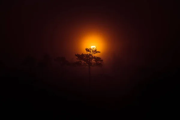 A beautiful disc of a rising sun behind the pine tree. Dark, mysterious morning landscape. Apocalyptic look. Artistic, colorful scenery. — Stock Photo, Image