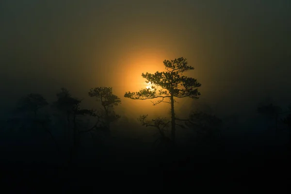 Een prachtige schijf van een opkomende zon achter de pijnboom. Donkere, mysterieuze ochtend landschap. Apocalyptische blik. Artistieke, kleurrijke landschappen. — Stockfoto