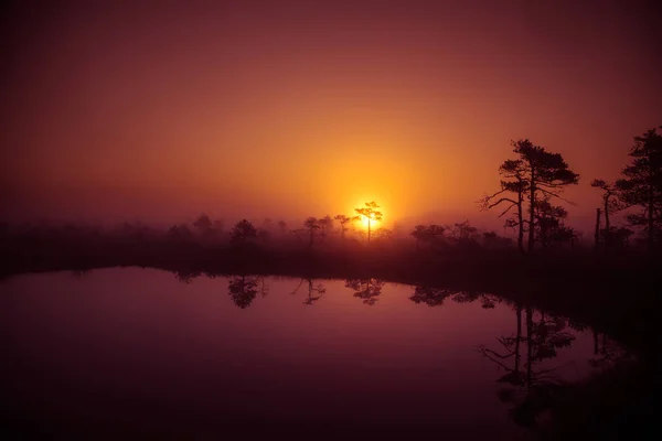 A beautiful, dreamy morning scenery of sun rising above a misty marsh. Colorful, artistic look. Vibrant swamp landscape in North Europe. — Stock Photo, Image