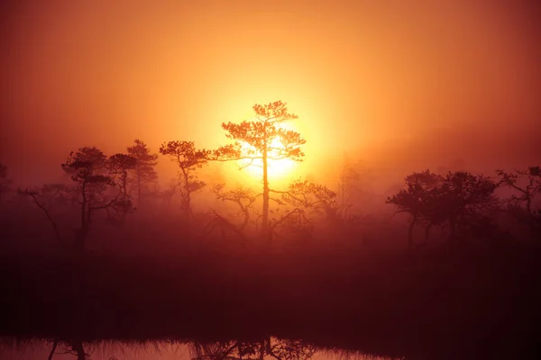 Un hermoso y soñador paisaje matutino de sol saliendo por encima de un pantano brumoso. Aspecto colorido y artístico. Paisaje de pantano vibrante en el norte de Europa . — Foto de Stock