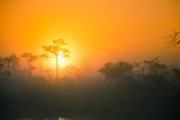 Eine wunderschöne, verträumte Morgenlandschaft, in der die Sonne über einem nebligen Sumpf aufgeht. farbenfroher, künstlerischer Look. lebendige Sumpflandschaft in Nordeuropa. — Stockfoto