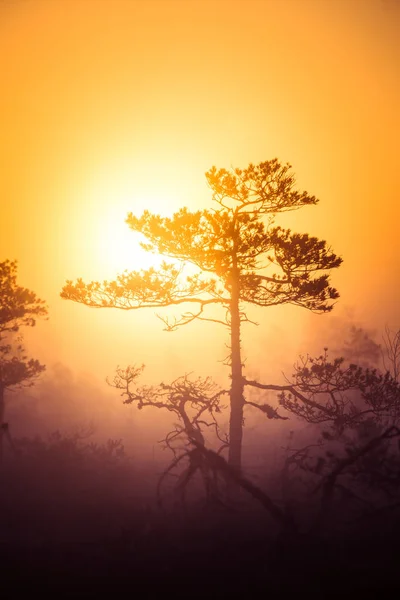 Un hermoso y soñador paisaje matutino de sol saliendo por encima de un pantano brumoso. Aspecto colorido y artístico. Paisaje de pantano vibrante en el norte de Europa . — Foto de Stock