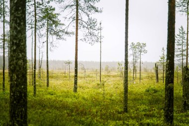 Finlandiya - rüya gibi sisli bir görünüm için bir güzel mire manzara