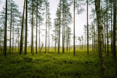 Finlandiya - rüya gibi sisli bir görünüm için bir güzel mire manzara