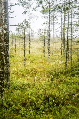 Finlandiya - rüya gibi sisli bir görünüm için bir güzel mire manzara