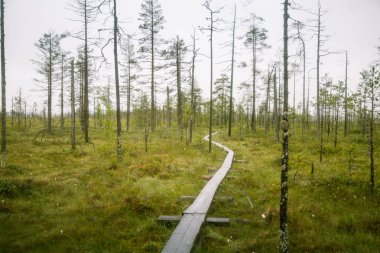 Finlandiya - rüya gibi sisli bir görünüm için bir güzel mire manzara