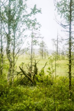Finlandiya - rüya gibi sisli bir görünüm için bir güzel mire manzara