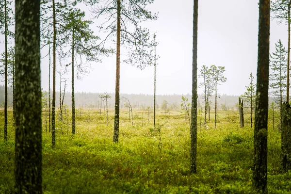 Finlandiya - rüya gibi sisli bir görünüm için bir güzel mire manzara