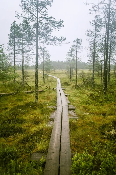 美丽的沼泽湿地景观的芬兰-梦幻般的、 雾状的外观 — 图库照片