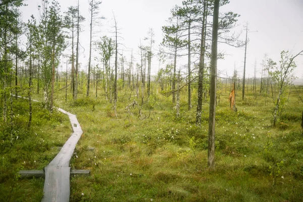 Mire piękny krajobraz w Finlandii - spojrzenie rozmarzone, mglisty — Zdjęcie stockowe