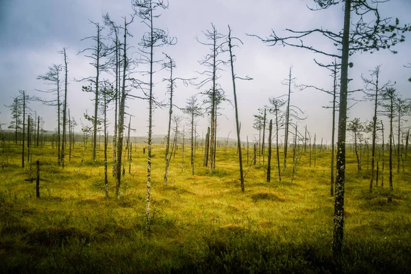 Finlandiya - rüya gibi sisli bir görünüm için bir güzel mire manzara