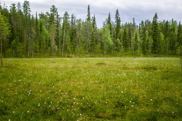 Un beau paysage de boue en Finlande - look rêveur et brumeux — Photo