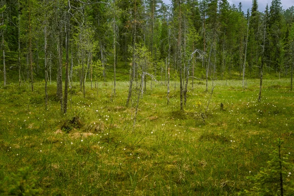 Uma bela paisagem de lama na Finlândia - olhar sonhador e enevoado — Fotografia de Stock