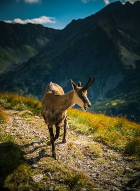 Doğal ortamlarında güzel chamois dağ keçisi