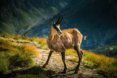Doğal ortamlarında güzel chamois dağ keçisi