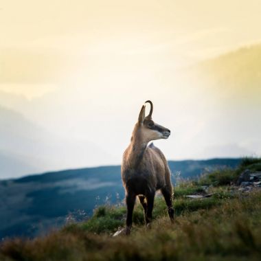 Doğal ortamlarında güzel chamois dağ keçisi