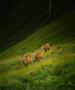 Doğal ortamlarında güzel chamois dağ keçisi