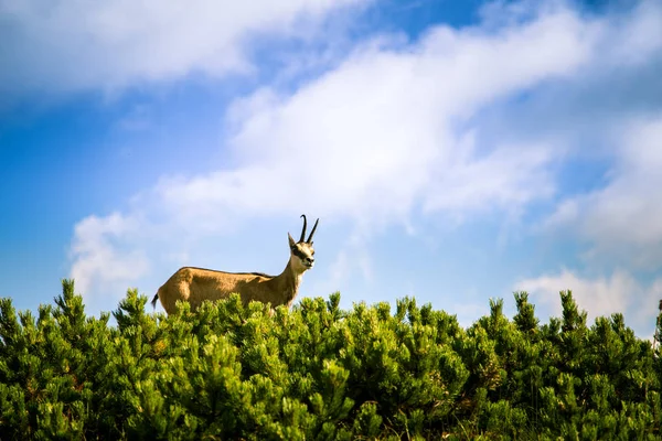 Cabra de montanha camurça bonita em habitat natural — Fotografia de Stock