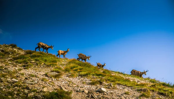 Hermosa cabra de montaña gamuza en hábitat natural — Foto de Stock