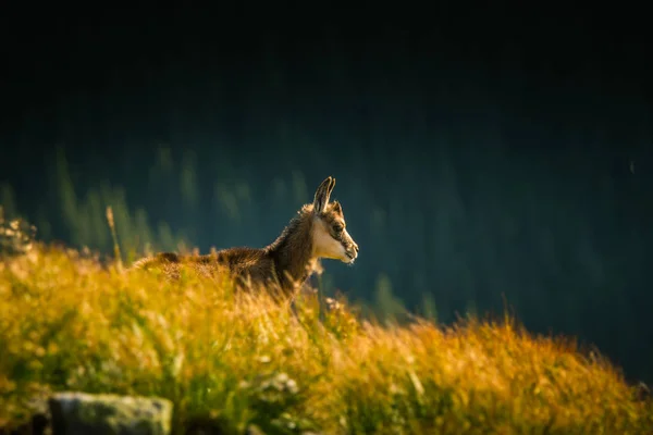 Cabra de montanha camurça bonita em habitat natural — Fotografia de Stock