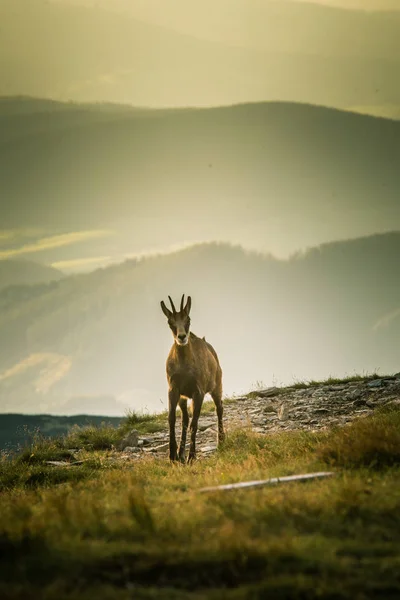 Hermosa cabra de montaña gamuza en hábitat natural — Foto de Stock