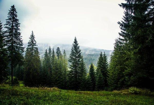 Düşük Tatras içinde güzel bir Slovakça dağ manzarası
