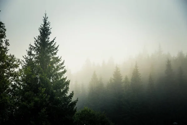 Düşük Tatras içinde güzel bir Slovakça dağ manzarası