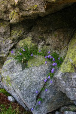 Güzel dağ manzarası Tatry, Slovakya