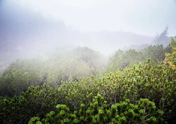 Güzel dağ manzarası Tatry, Slovakya