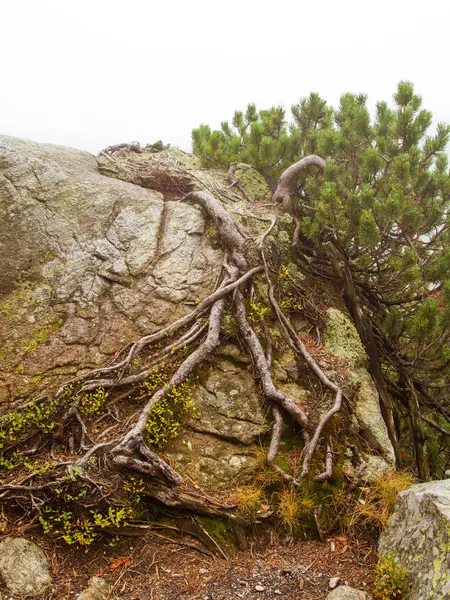Güzel dağ manzarası Tatry, Slovakya