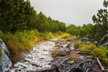 Güzel dağ manzarası Tatry, Slovakya