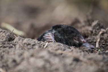 Burnunu dışarı bahçesinde ışıkta yapışmasını meraklı bir köstebek. Bir köstebek portresi alan sığ derinliği.